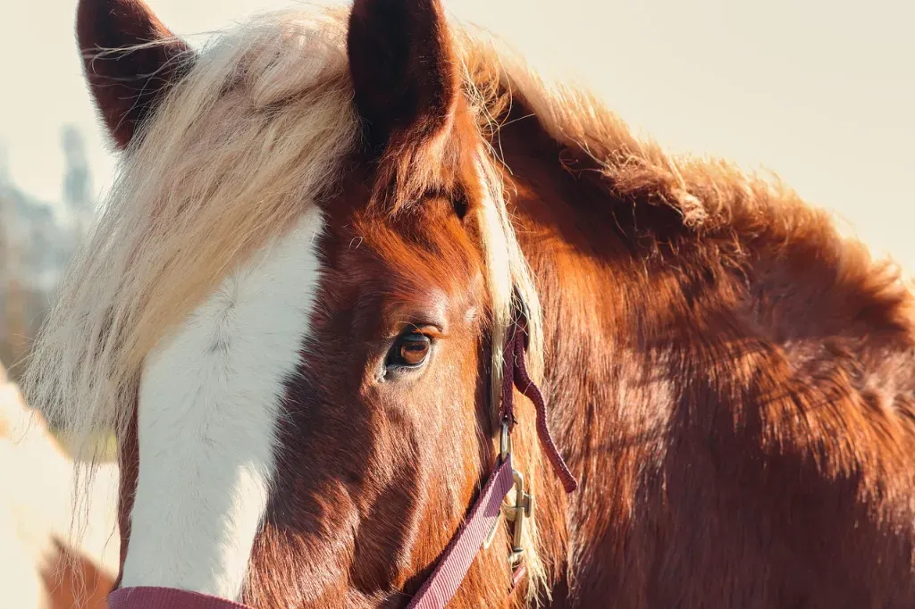 Kantar – praktyczny przewodnik dla początkujących jeźdźców